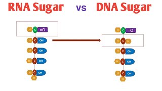 Difference Between Deoxy Ribose amp Ribose Sugar Importance of Deoxy Ribose amp Ribose Sugar [upl. by Walburga]