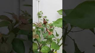 Praying Mantis  ezhuthachan leafinsect garden nature mantis [upl. by Susej452]