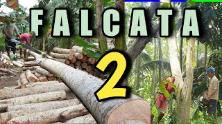 Private Forest  Harvesting Falcata Part 2 [upl. by Brianne]