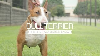 BULL TERRIER FIVE THINGS YOU SHOULD KNOW [upl. by Annoeik381]