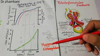 Renal system lecture 78  Myogenic mechanism of Renal blood flow Autoregulation [upl. by Drofnas722]