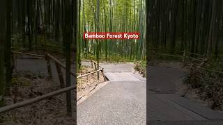 Bamboo Forest Kyoto [upl. by Ayouqes]