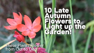 10 Hardy Colourful Plants that Flower for Late AutumnFall [upl. by Aleekat]