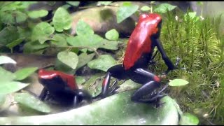 Poison Dart Frogs  My Red Galact feasting on Fruit Flies [upl. by Aggi]