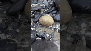 A few from good ones 🖤agates agate agatehunting rockhounding rockhound beachcombing asfound [upl. by Airyt]