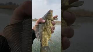 Hooked Carp on a Big Rod – Unbelievable Fishing Moment fishing [upl. by Ytnom]