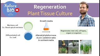 What is regeneration in plant tissue culture  Importance of regeneration Basis of regeneration [upl. by Fenwick]