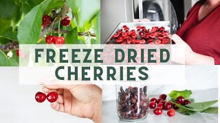 Freeze Drying Food  How to Freeze Dry Cherries [upl. by Yusuk]