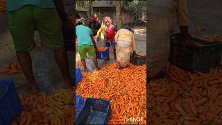 High yielding carrot vegetables are being washed amp packed carrot wash vegetables packing [upl. by Rosalie761]