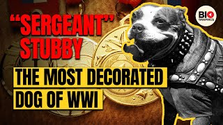 quotSergeant Stubby The Most Decorated Dog of WWI [upl. by Esydnac]