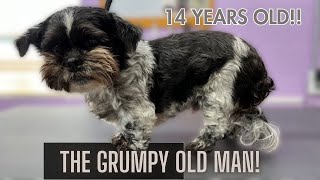 The GRUMPIEST Shih Tzu I groom He BITES HARD [upl. by Aicarg]