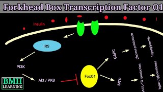 Forkhead box transcription factor O1  FOXO1  Gene Regulation By Transcription Factor FOXO1 [upl. by Moria]