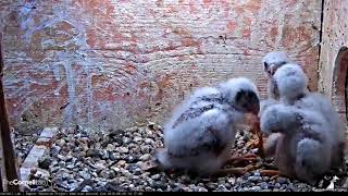 Kestrel Chicks Have a TugOWar During Feeding – June 29 2018 [upl. by Amadeo]