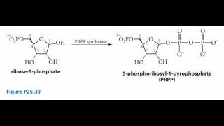 Synthesis of Phosphoribosyl Pyrophosphate PRPP Explanation [upl. by Aliahkim289]