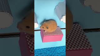 🐹 Hamster maze for pets in real life 🌈 [upl. by Eluj]