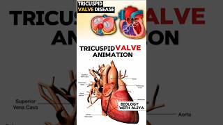 Tricuspid Valve Animation medical animation 3d short  BiologywithAliya [upl. by Nitsirhc977]