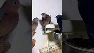 fakhta pigeon cross breed 😍kabootar viral pigeon bird qasid desi love kabutar 👍❤️🕊️ [upl. by Hakvir157]