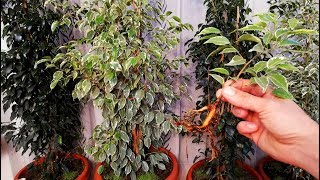 How to grow Ficus Benjamina from cutting branch very easy [upl. by Bettine]