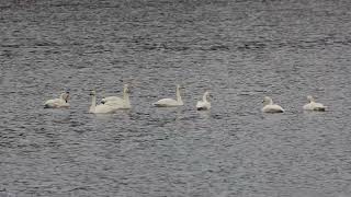 Whooper Swans  Hollingworth Lake 22 Oct 2024 [upl. by Hayyikaz60]