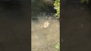 sebastopol goslings practice diving in a pond [upl. by Anilesor]