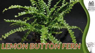 LEMON BUTTON FERN Information Description amp More Nephrolepis cordifolia [upl. by Flemming186]