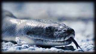 Python kills two Mice 04  Full Feeding Sequence  Time Lapse [upl. by Acirederf71]