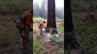 Lumberjack Little Harvestor VS Chainsaw Husqvarna 560XP shorts [upl. by Lennie]