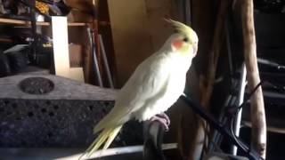 IS MY LUTINO COCKATIEL quotMALE OR FEMALEquot [upl. by Atteras]