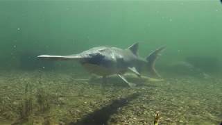 Paddlefish Anatomy of a Living Fossil [upl. by Neelloj]