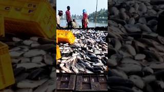 Macha chasa video  macha business  fish farming odisha [upl. by Aynuat]