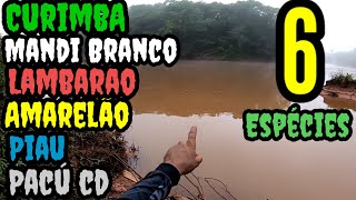 PRIMEIRO VÍDEO DE 2024 COM RECORDE DE DIVERSIDADE NO RIO PARAOPEBA EM BRUMADINHO MUITO PEIXE you [upl. by Allemac]