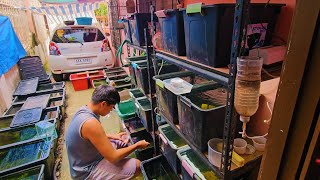 Natural Outdoor Guppy Setup Feeding Beautiful Guppies with Brine Shrimps and DaphniaRaw Video [upl. by Lida474]