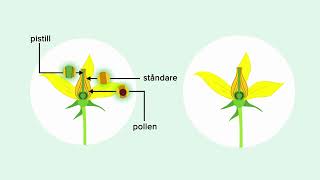 Plantans livscykel – åk 13 och 46 [upl. by Nivek]