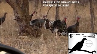 CACERIA DE GUAJOLOTE CON RIFLE DE AIRE 4 5 AIR RIFLE HUNTING TURKEY [upl. by Dirraj209]