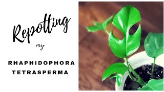 RHAPHIDOPHORA TETRASPERMA  repot and propagation by separation  mini monstera swiss cheese plant [upl. by Waite]