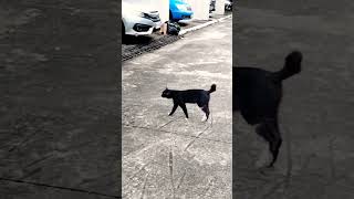 BLACK CAT WALKING trendingshorts cat walking animal [upl. by Shirleen]