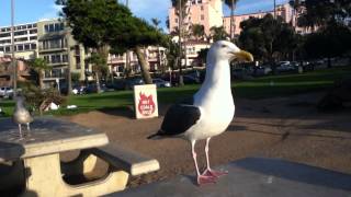 Laughing Seagulls [upl. by Lilithe711]