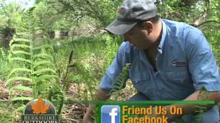 Foraging for fiddlehead ferns in the Berkshires [upl. by Hamner]