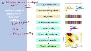 Homology Modeling  Method of protein structure prediction  Usha Yadav [upl. by Ramah217]