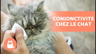 5 REMÈDES MAISON contre la CONJONCTIVITE chez les CHATS 🐱👀 Comment nettoyer les yeux dun CHAT [upl. by Ainivad]