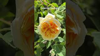 David Austin Roses in my garden part I [upl. by Atram]