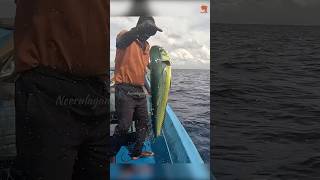 Mahi Mahi Fish Caught Using Live Baits fishing fishingvideo fishingtime [upl. by Nodmac993]