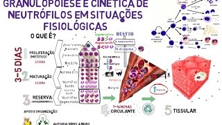 Granulopoiese e cinética de Neutrófilos em situações Fisiológicas [upl. by Vasiliu]