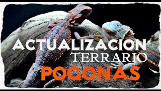 Pogona Vitticeps  Actualización y nuevo terrario [upl. by Ayat610]