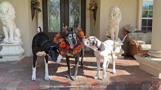 Funny 20 Week Old Great Dane Puppy Interrupts Fall Wreath Family Photo [upl. by Marla]