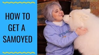 Tips And Tricks For Buying A Samoyed  Where Should I Buy A Samoyed [upl. by Omero538]