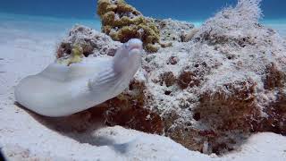 Graue Muräne  Ein Raubfisch im Roten Meer [upl. by Chatwin345]