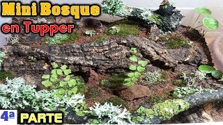 Mini BOSQUE en Tupper con mini Plantas 4ª parte El ratillo de Juan Valentín [upl. by Aylat]