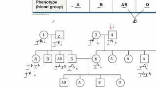 BSC2010 Blood Type Pedigree Example [upl. by Nonac]