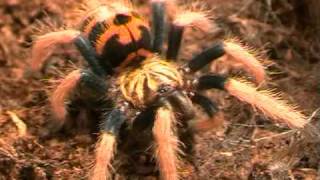 Chromatopelma cyaneopubescens L3 [upl. by Bealle]